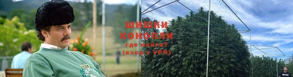 прущие грибы Магадан